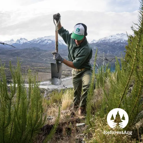 daikin argentina reforestarg arboles